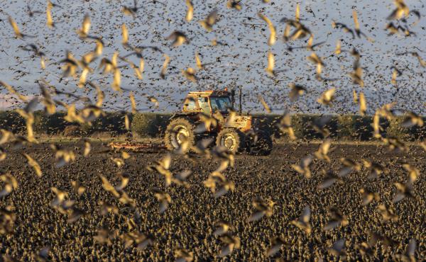 Voli orchestrati tra i campi coltivati