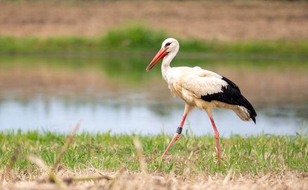 La cicogna bianca dopo la liberazione