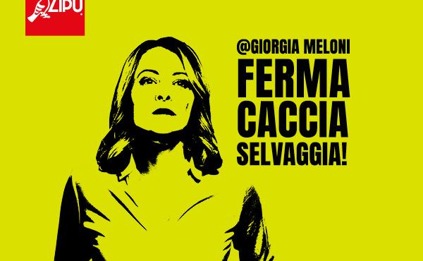 L'immagine che accompagna la petizione