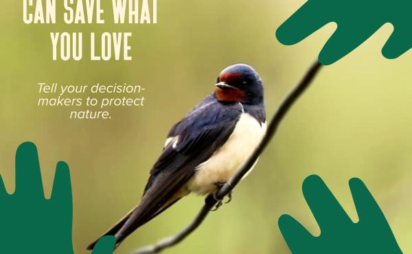 Fai sentirela tua voce