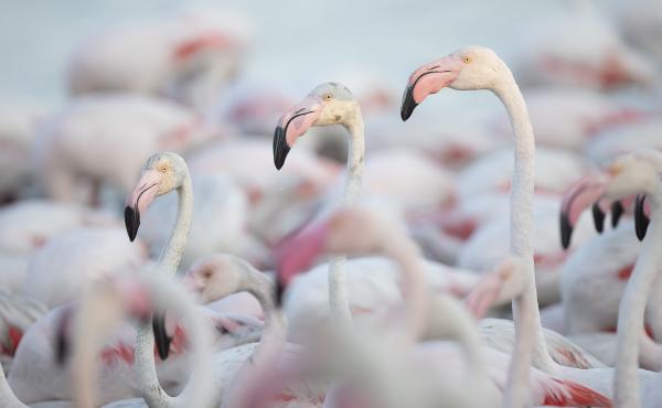 Fenicotteri