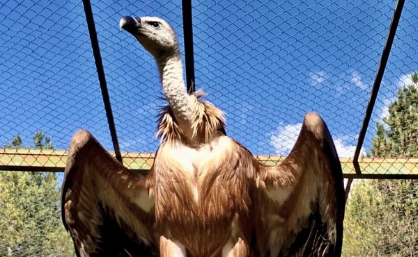 Il grifone recuperato a settembre ora in voliera