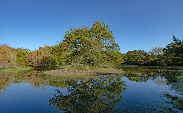 La zona umida della Tenuta presidenziale di Castelporziano
