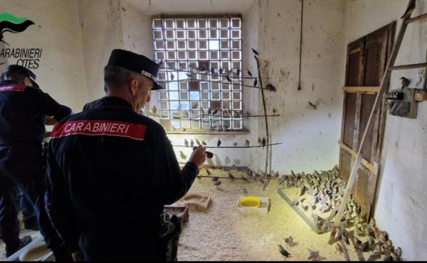 Operazione Pettirosso