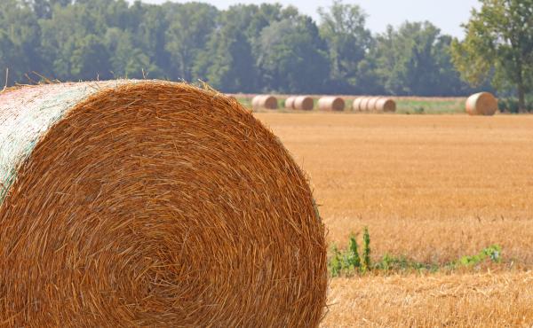 Agricoltura in pianura padana