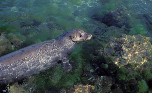 Foca monaca (immagine d'archivio)