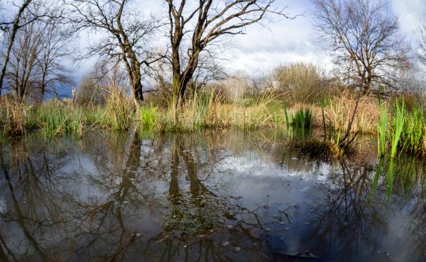 Prato umido con farnie nella Riserva Naturale del Lago di Sibolla