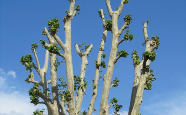 Un esempio di potatura non corretta