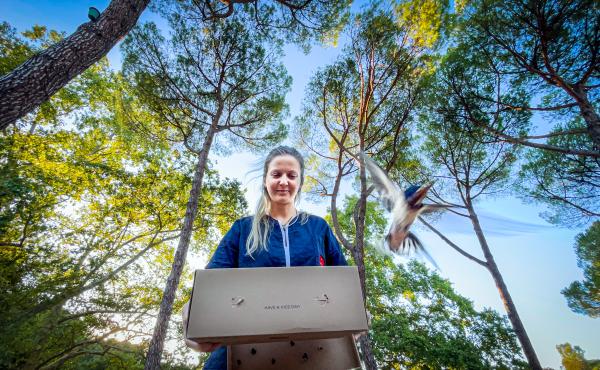 Una liberazione a cura del Crfs della Lipu a Roma