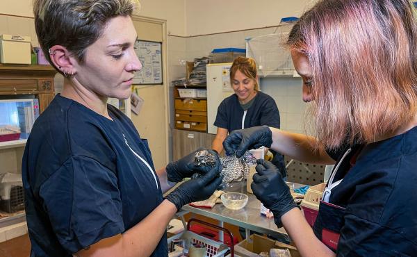 Cure al Centro recupero della Lipu "La Fagiana"