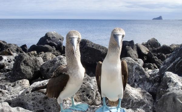 Sule delle Galapagos 