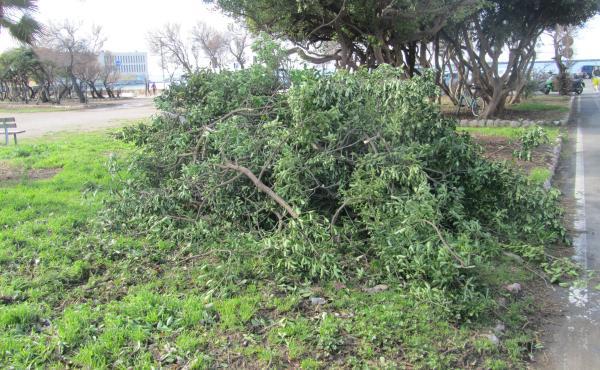 Cattiva gestione del verde