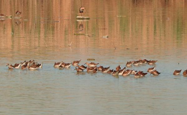 Combattenti, Riserva naturale Torrile Trecasali