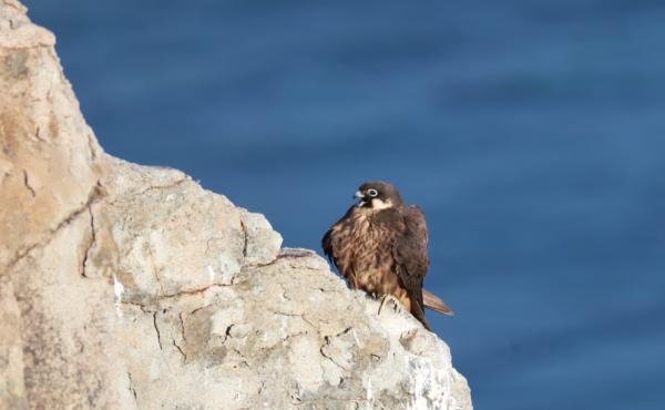 Falco della regina