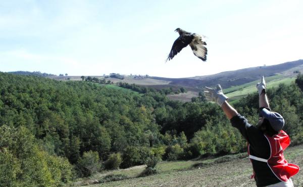 Una liberazione di poiana curata dalla Lipu