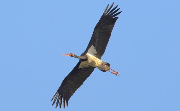 Cicogna nera