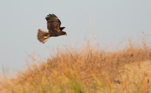 Falco di palude