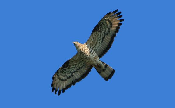 Falco pecchiaiolo