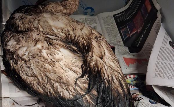 Il cigno nero ricoverato al Crfs La Fagiana della Lipu