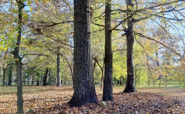 Parco urbano