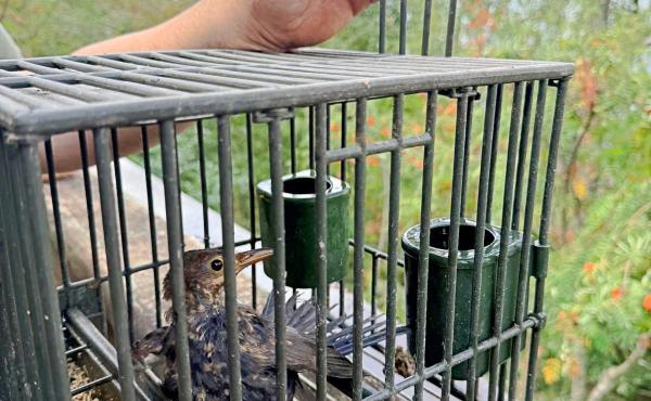 Una liberazione - Operazione Balia nera