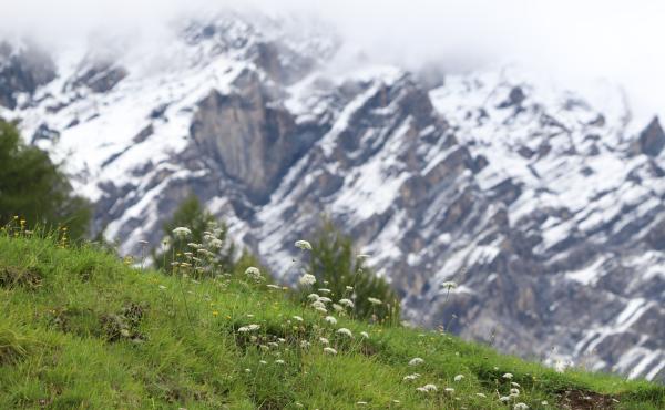 Paesaggio alpino