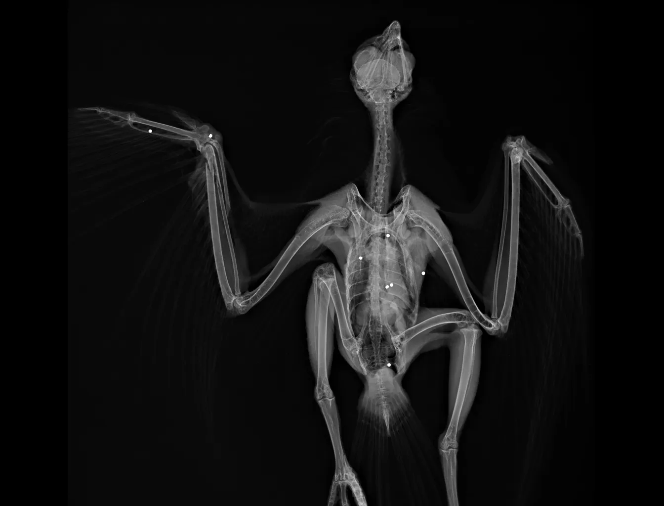 La radiografia all'aquila minore